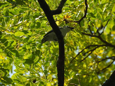 Image of Pied Triller