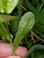 Image of white ballmustard