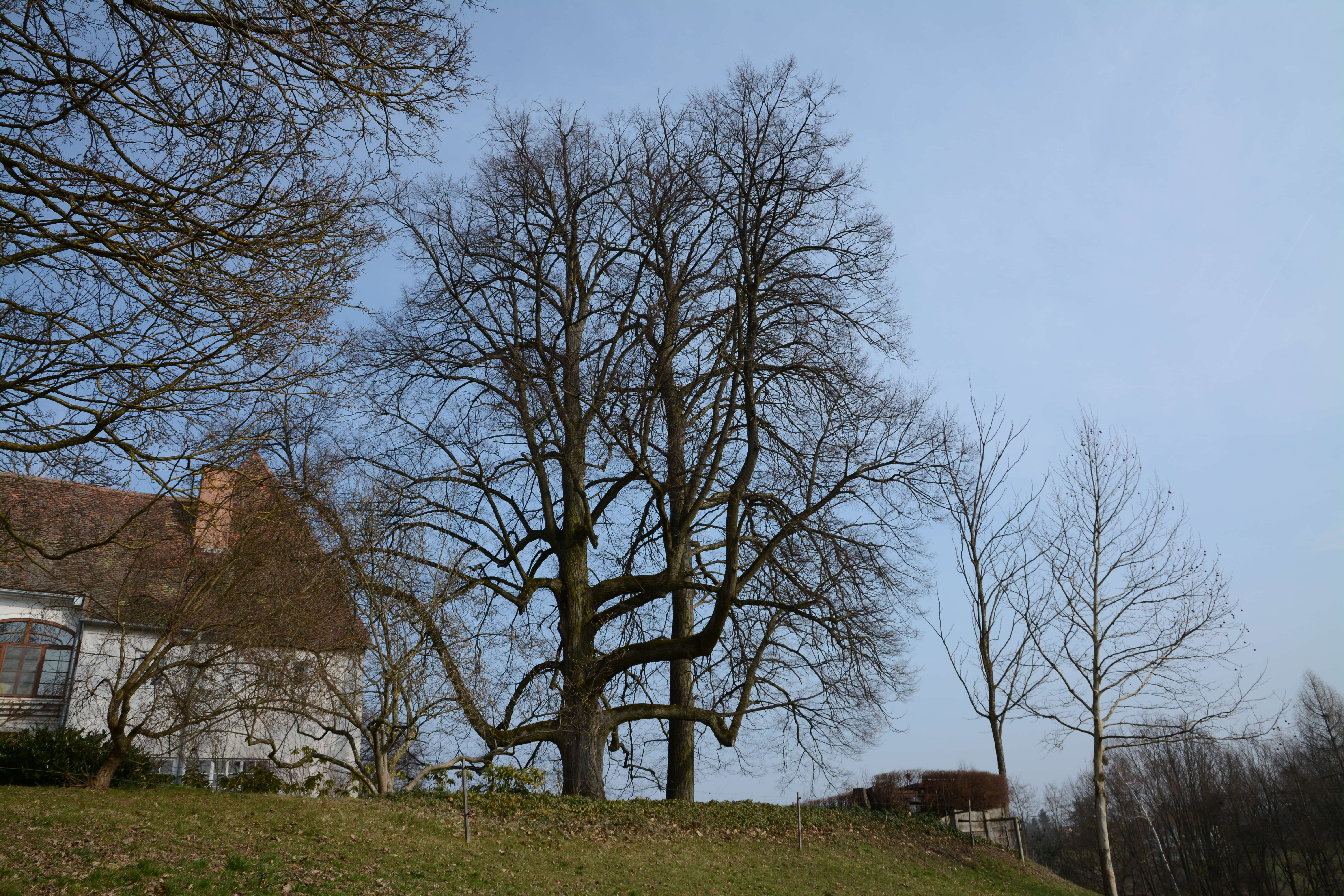 Plancia ëd Gymnocladus dioica (L.) K. Koch