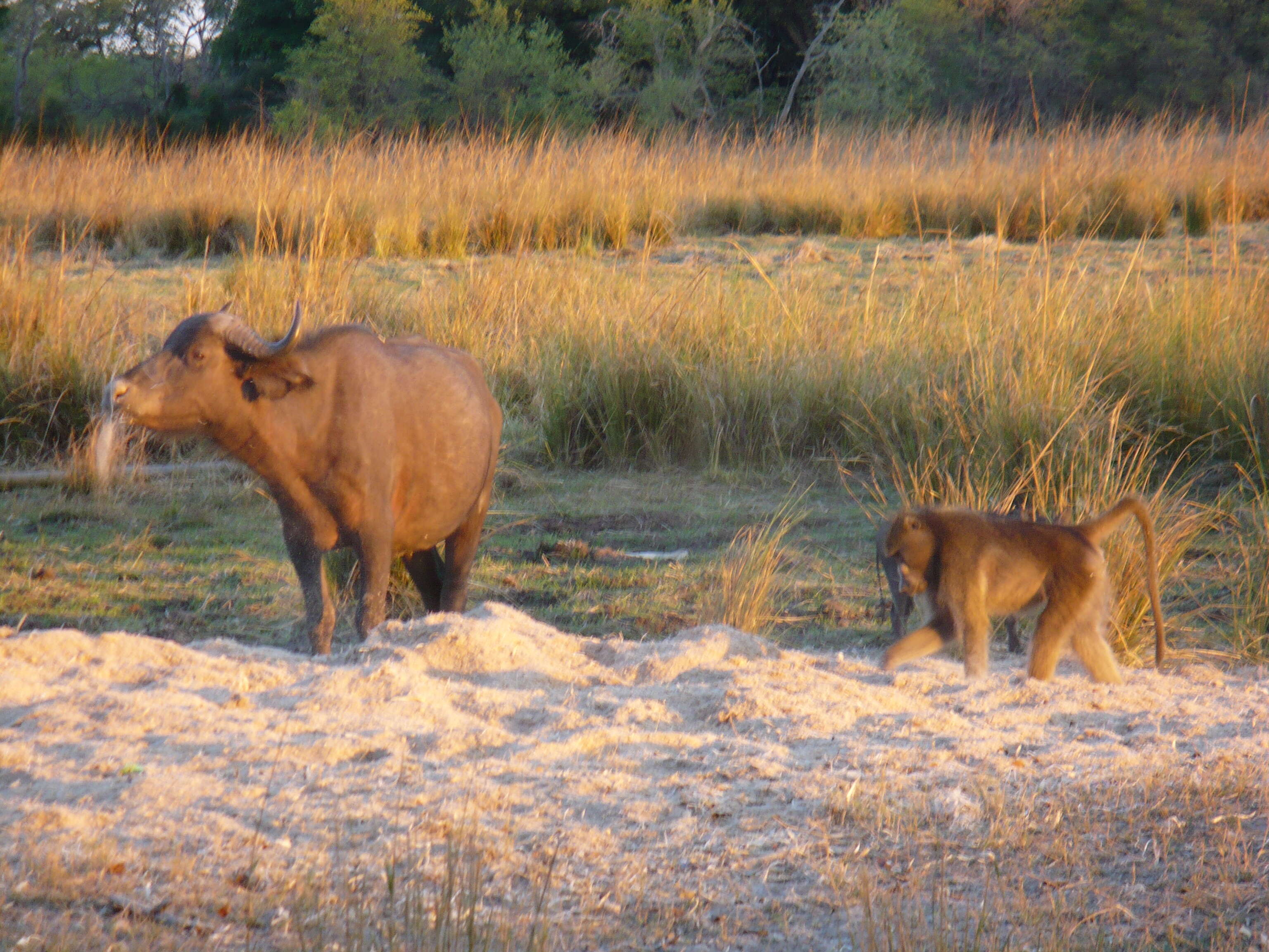 Image of Yellow Baboon