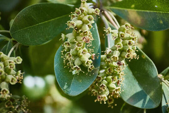 Image of Terminalia buceras (L.) Wright