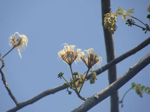 Слика од Balizia leucocalyx (Britton & Rose) Barneby & J. W. Grimes