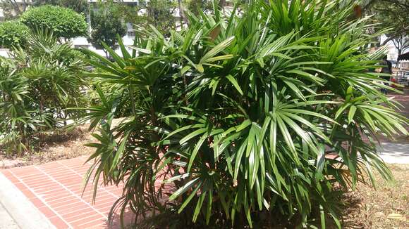 Image of Ferruginous Fan Palm