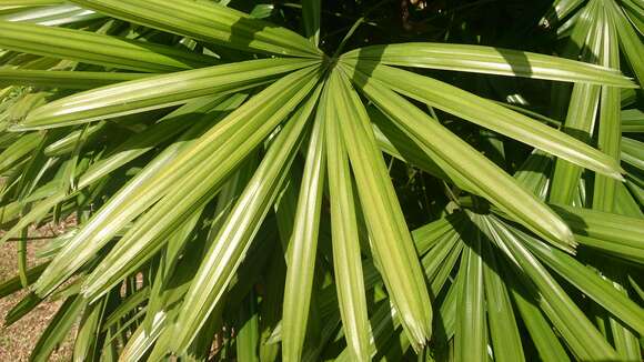 Image of Ferruginous Fan Palm