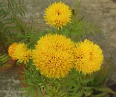 Tagetes erecta L. resmi