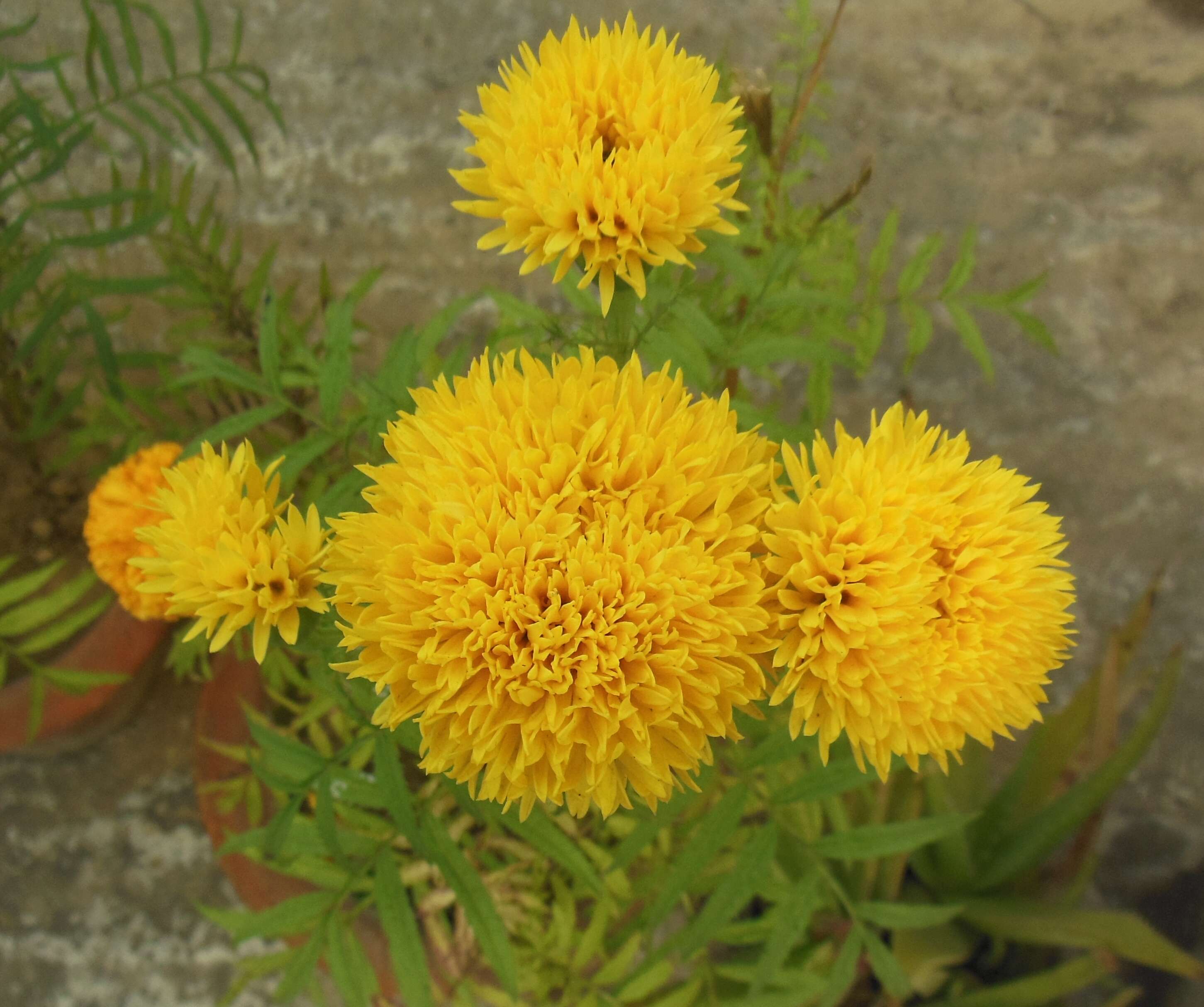 Tagetes erecta L. resmi