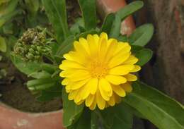 Image of field marigold