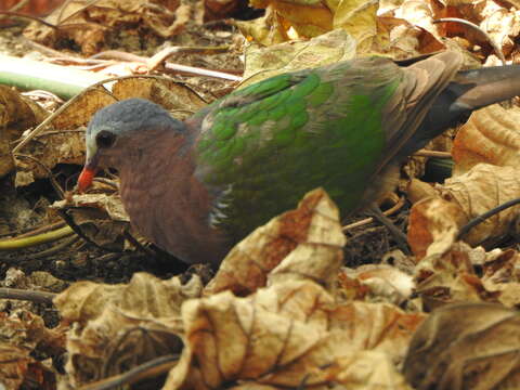 Image of Christmas Emerald Dove