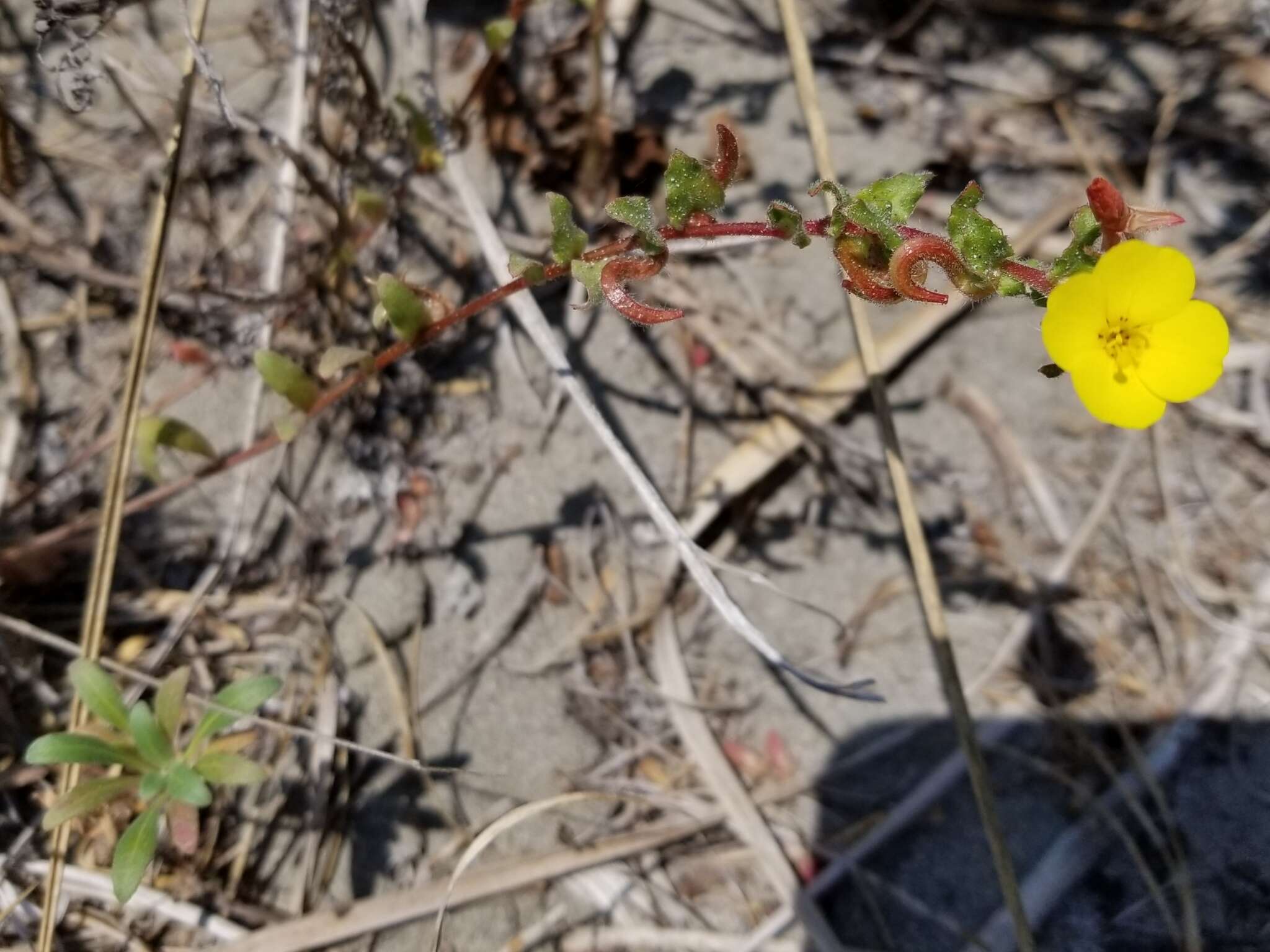 Image of beach suncup