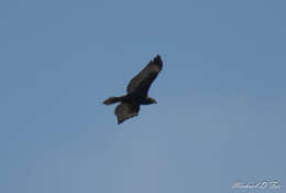 Imagem de Buteo jamaicensis calurus Cassin 1855