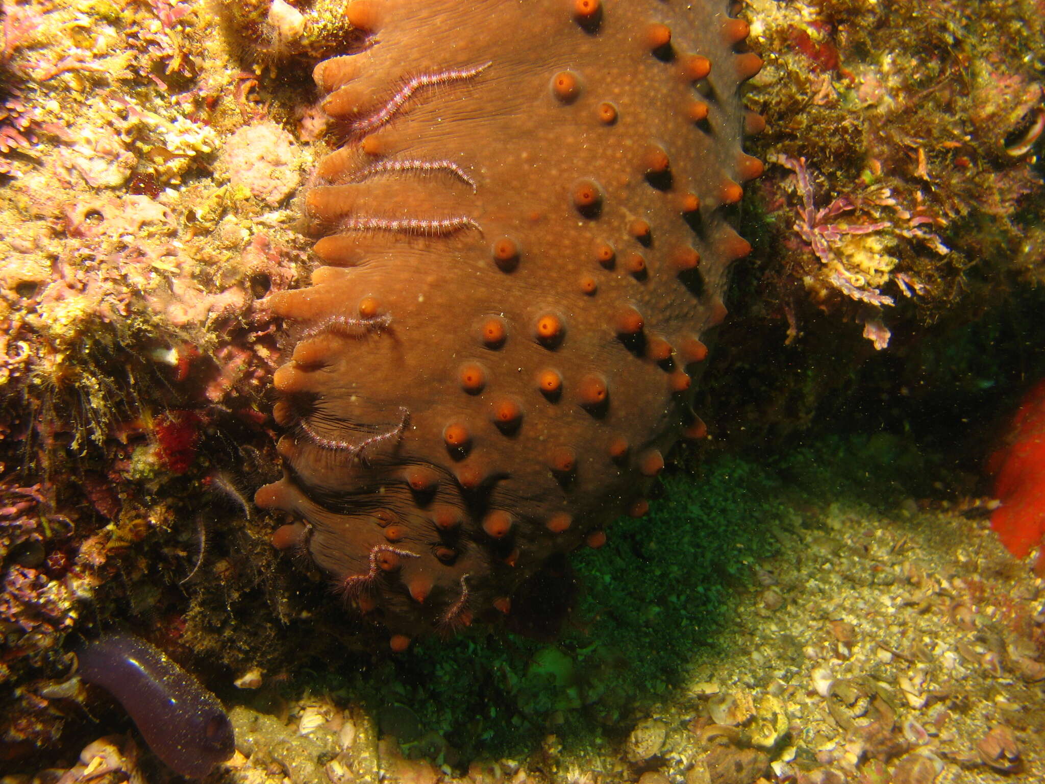 Image of Brown Sea Cucumber