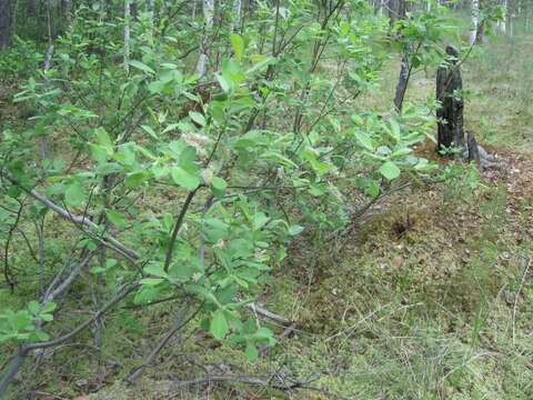 Image of eared willow