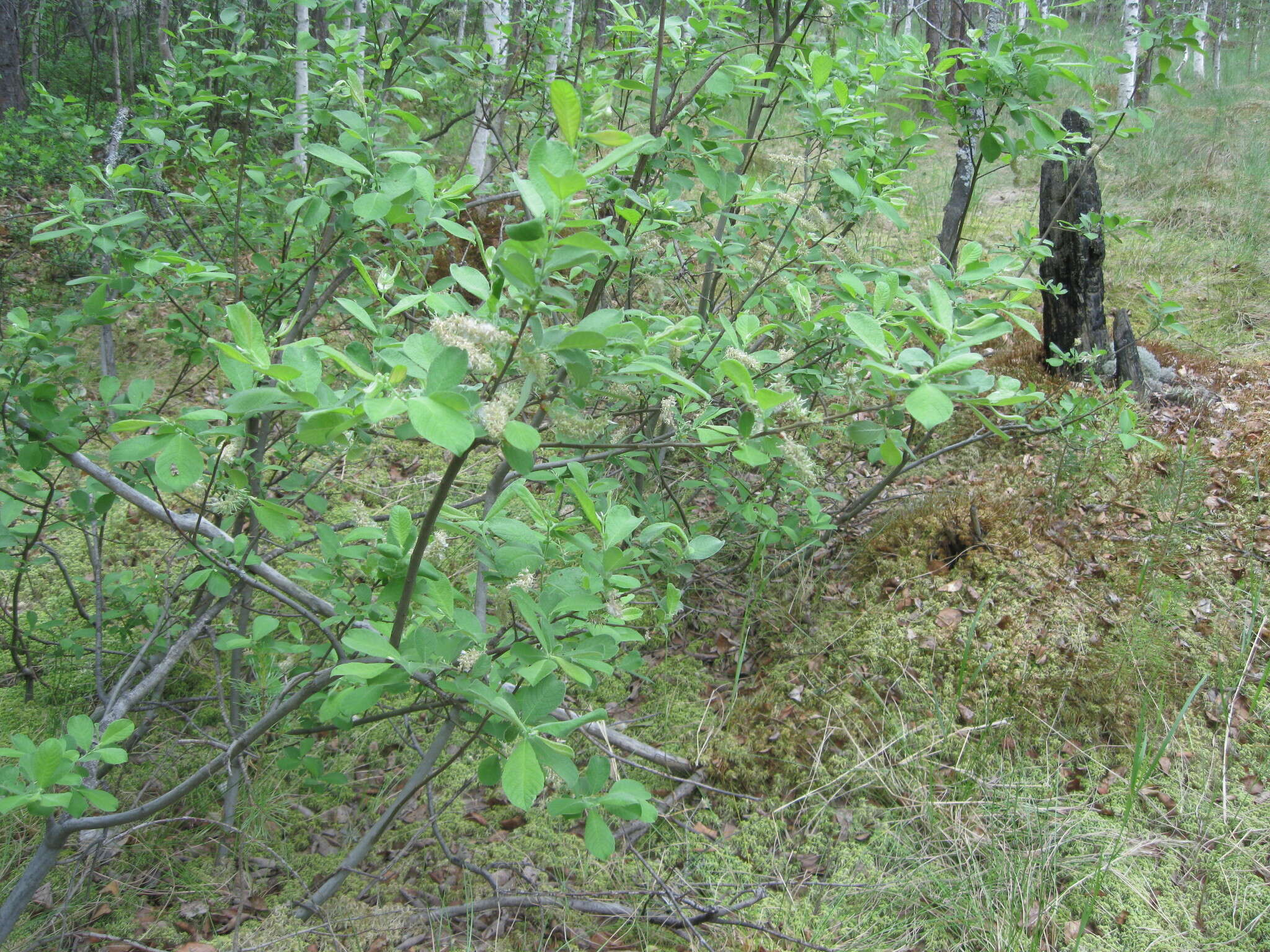 Image of eared willow