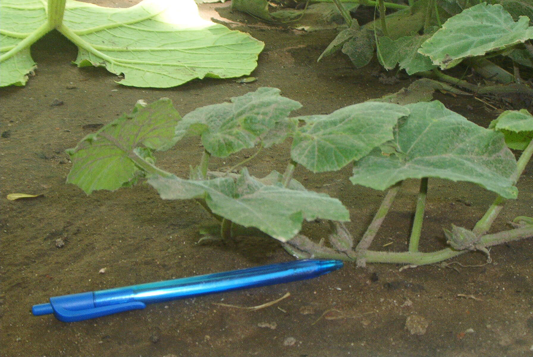 Image of Butternut Pumpkin