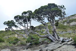 Слика од Juniperus squamata Buch.-Ham. ex D. Don