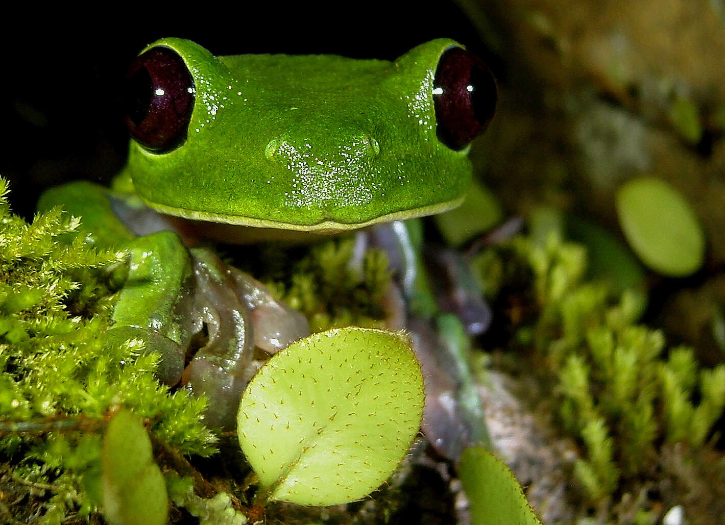 Image of Pink-sided Treefrog