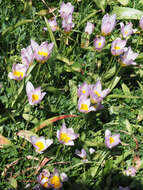 Image of Tulipa saxatilis Sieber ex Spreng.