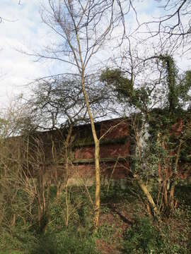 Image of Small-leaved Elm