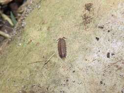 Image of Pillbug