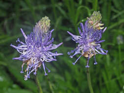 Image of Betony-leaved Rampion