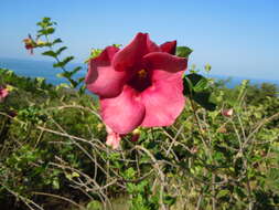 Image of purple allamanda