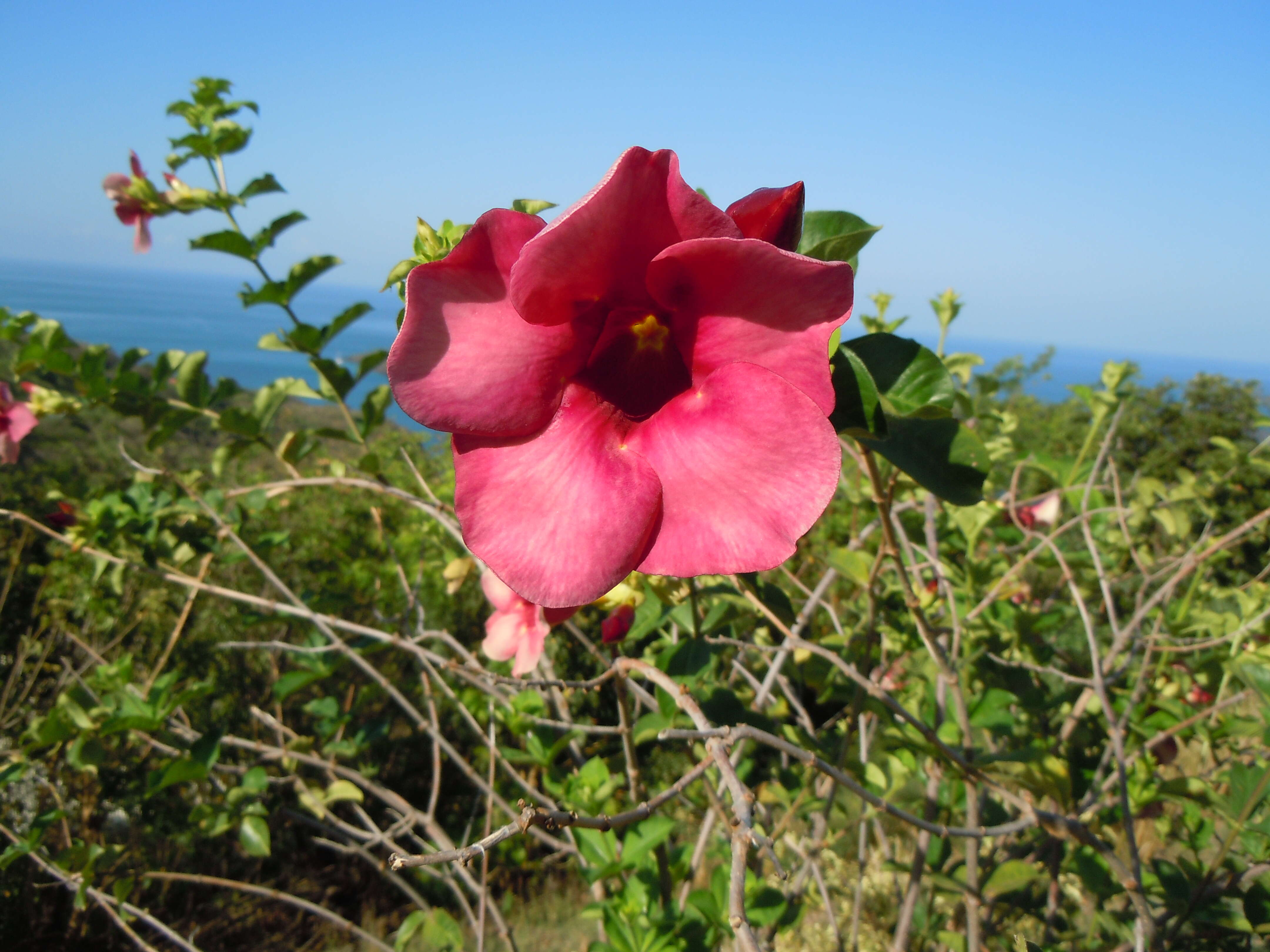 Image of purple allamanda