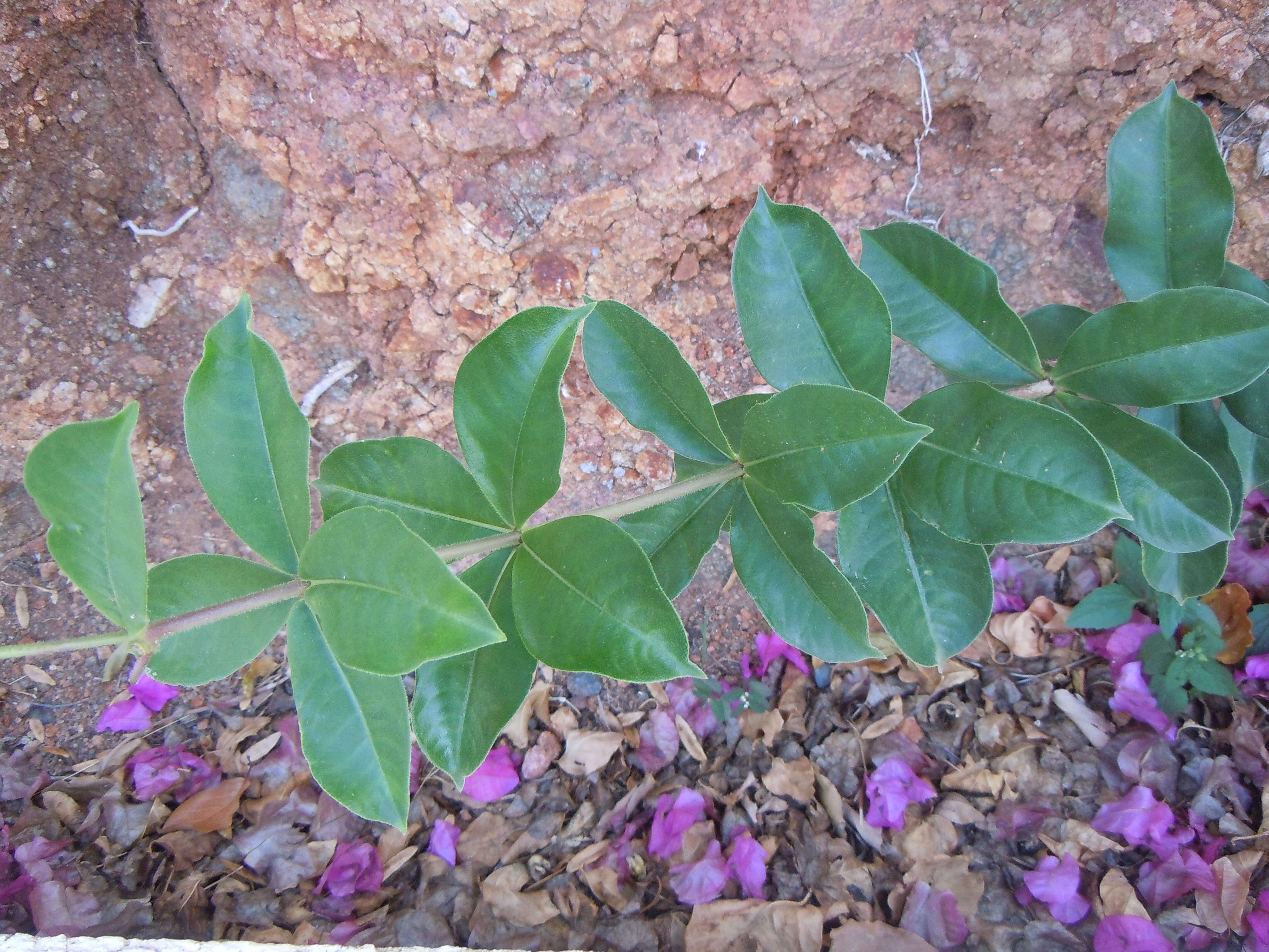 Image of purple allamanda