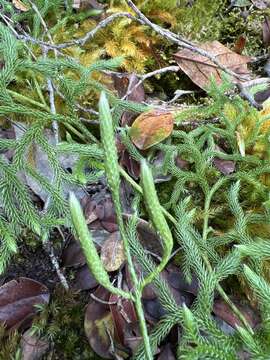 Image of Hair-Tip Ground-Pine