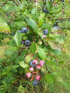 Vaccinium sect. Cyanococcus的圖片