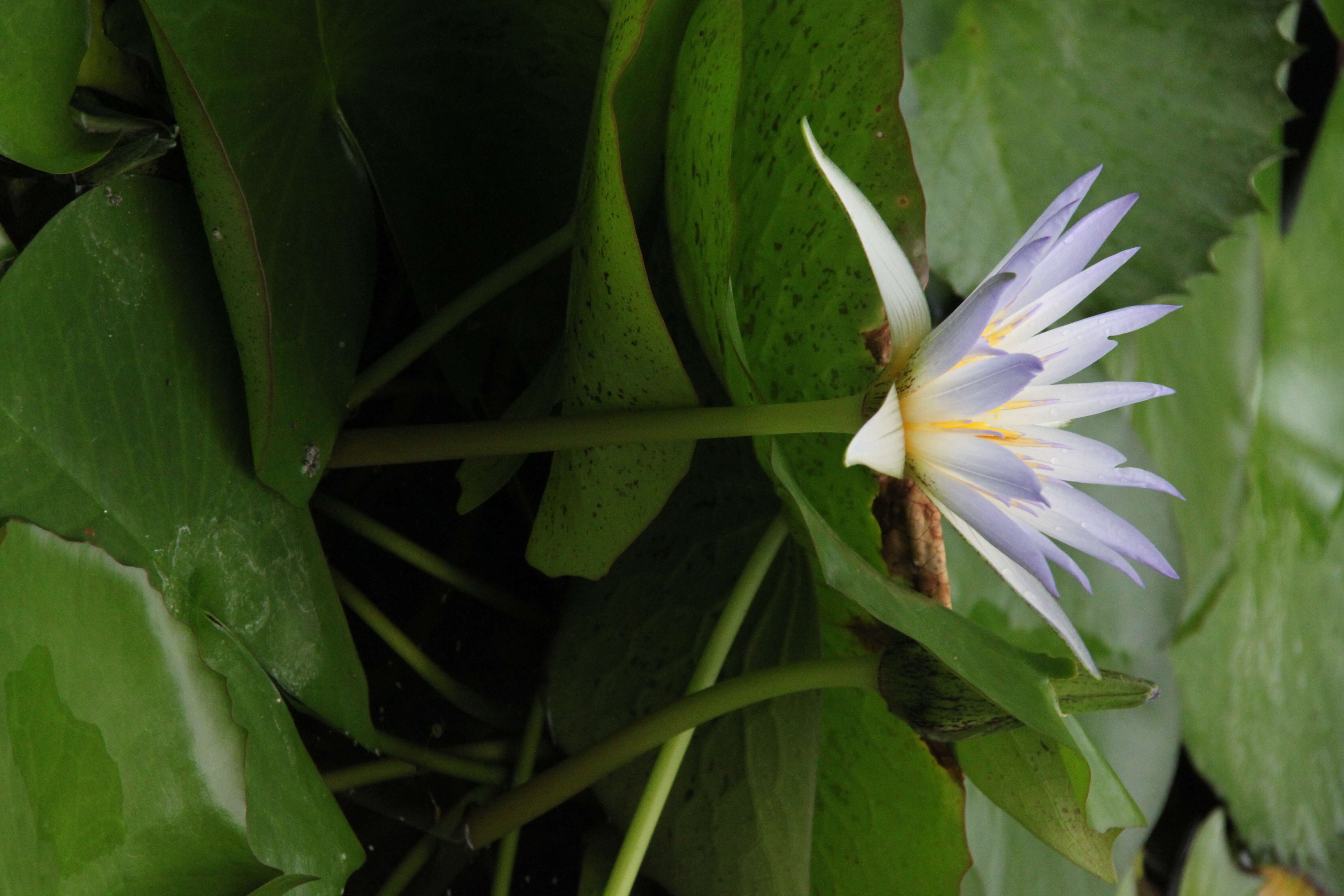 Image of Cape Blue Water-Lily