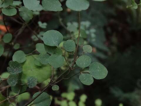 Image of Clematis foetida Raoul