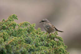 Image of Radde's Accentor