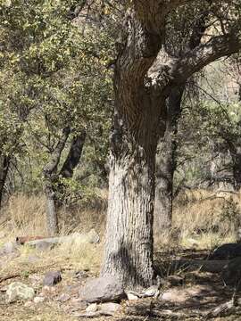 Imagem de Quercus arizonica Sarg.