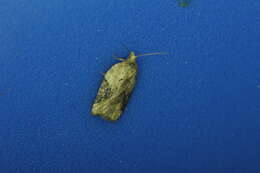 Image of Acleris braunana McDunnough 1934