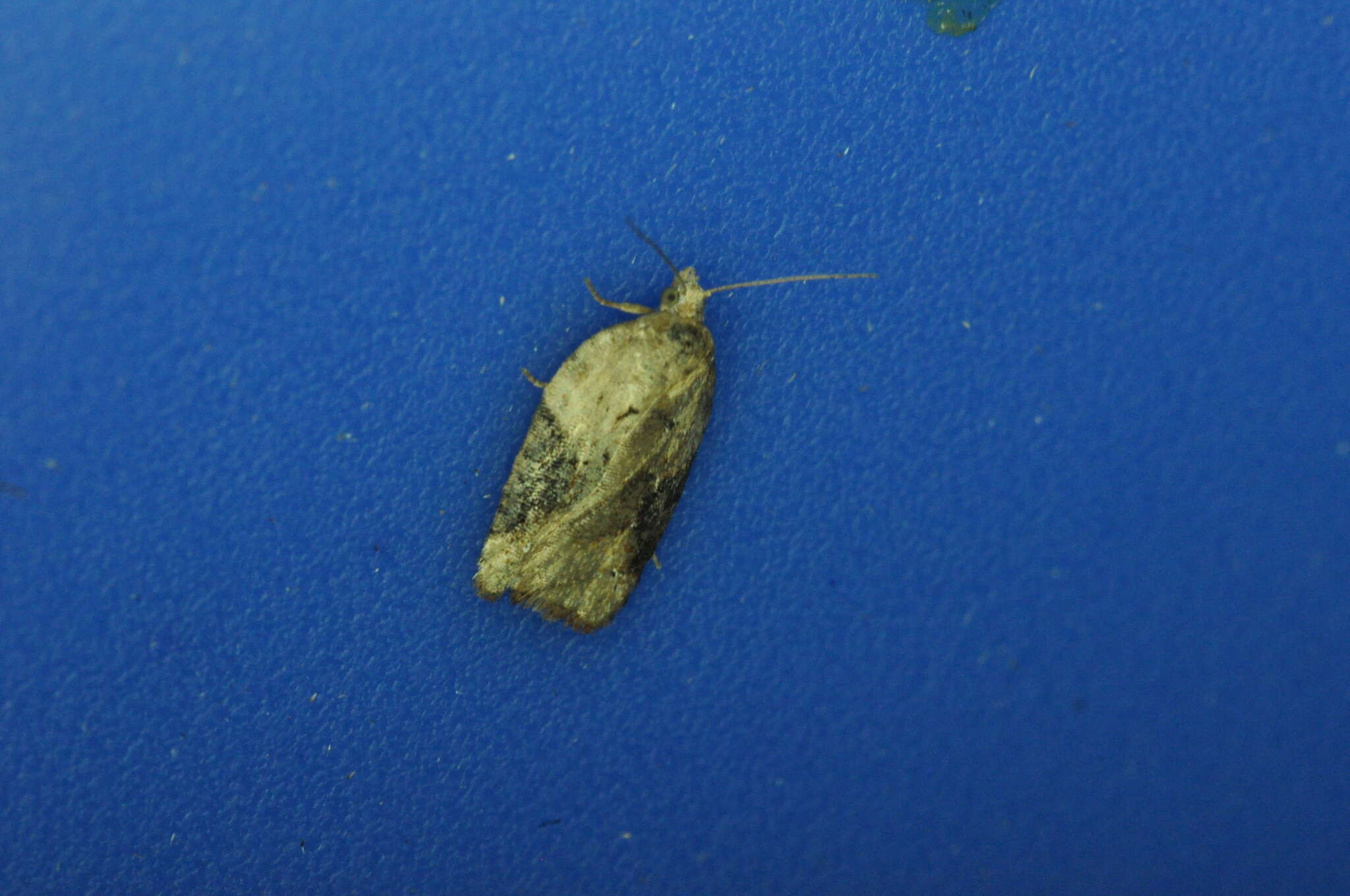 Image of Acleris braunana McDunnough 1934