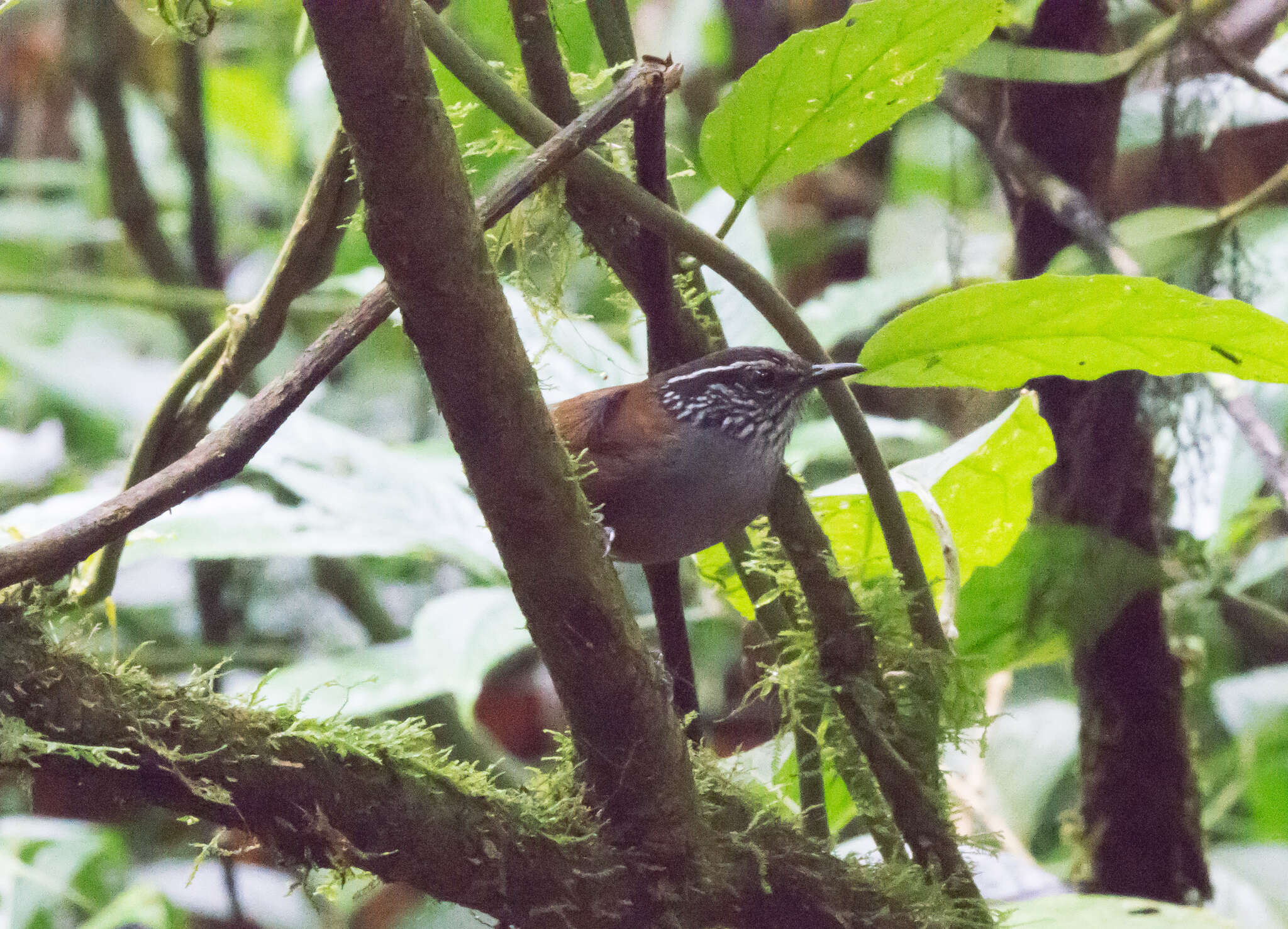 صورة Henicorhina leucophrys (Tschudi 1844)