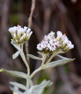 Plancia ëd Chionolaena salicifolia (Bertol.) G. L. Nesom