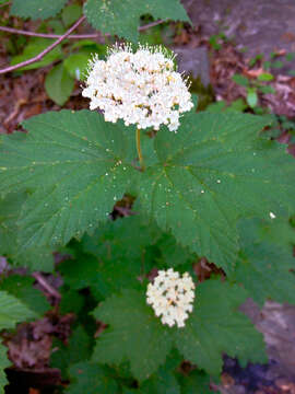 Imagem de Viburnum acerifolium L.