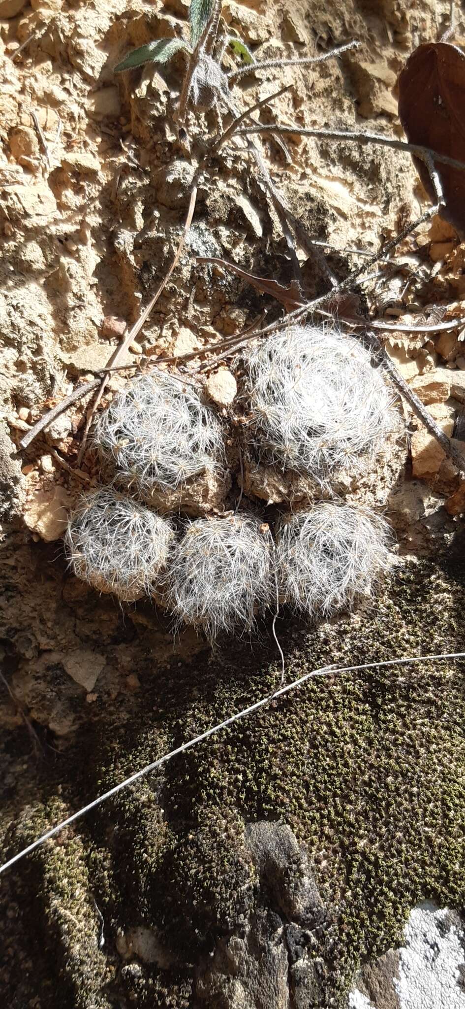 Image of Mammillaria glassii R. A. Foster