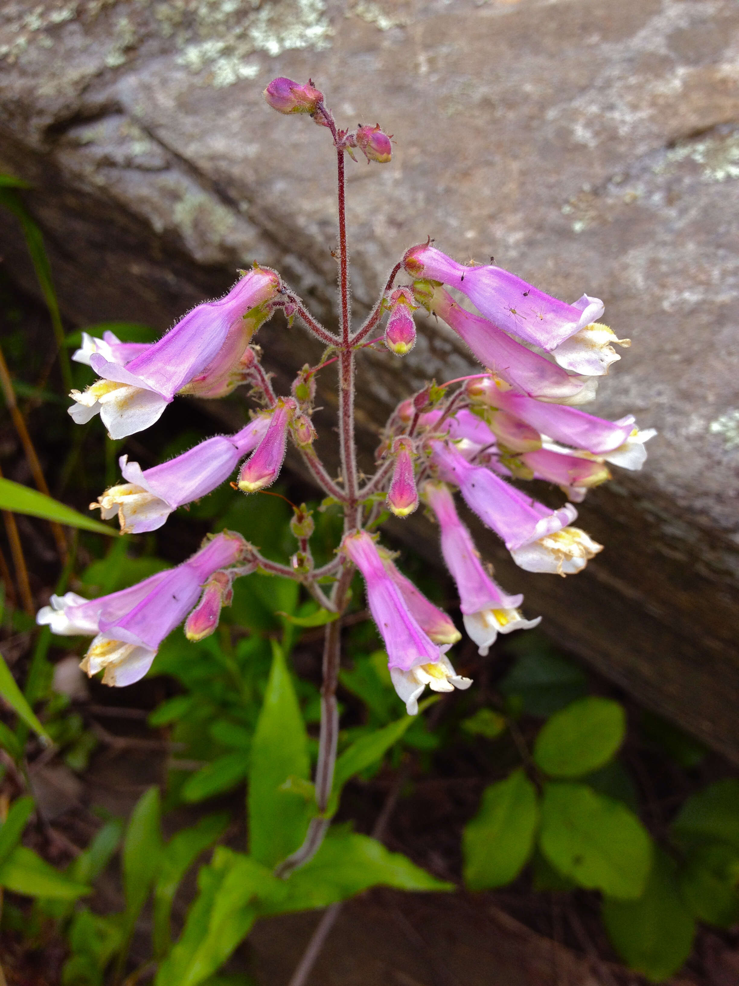 Image of hairy beardtongue