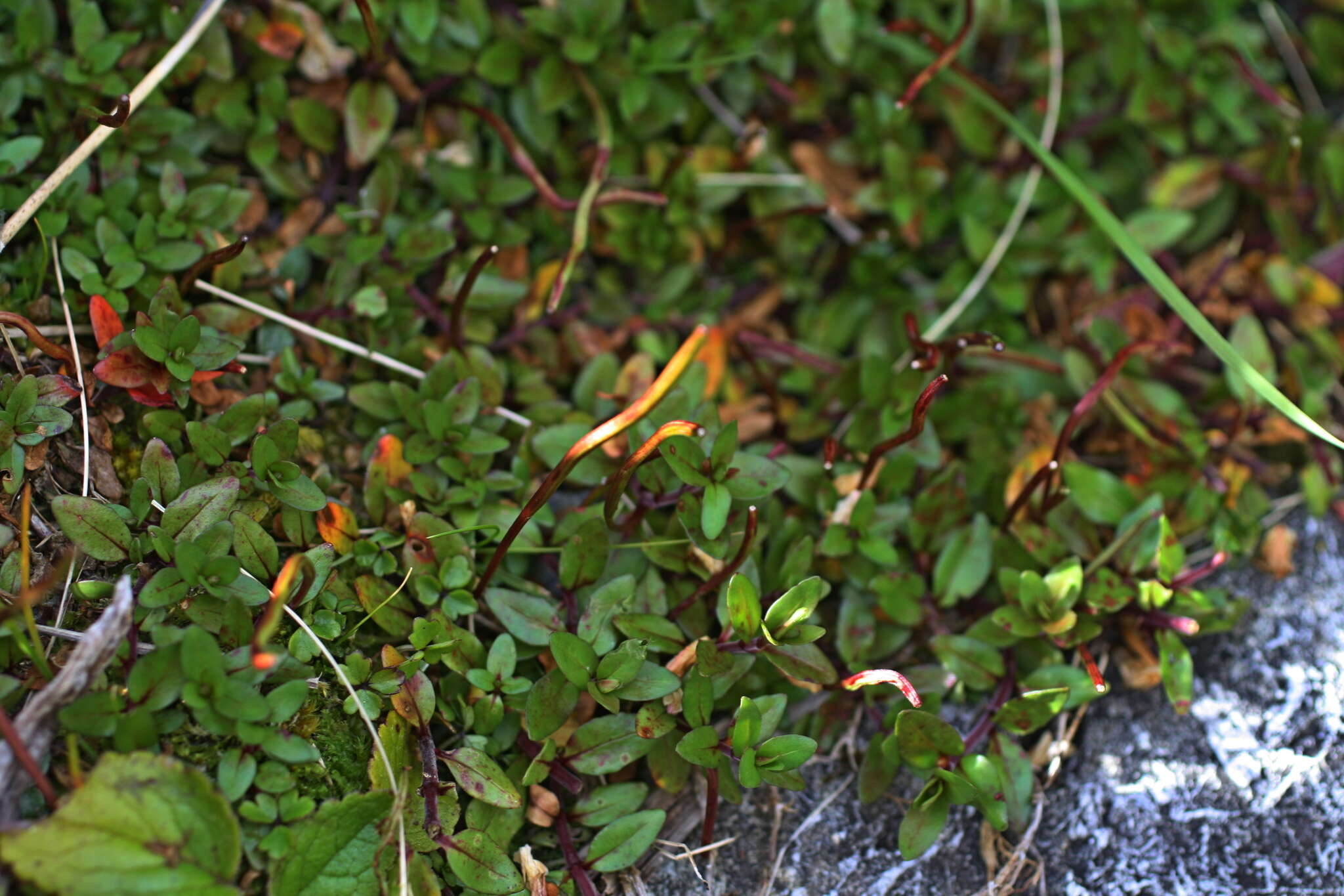 Image of Epilobium macropus Hook.