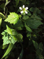 Image of white avens