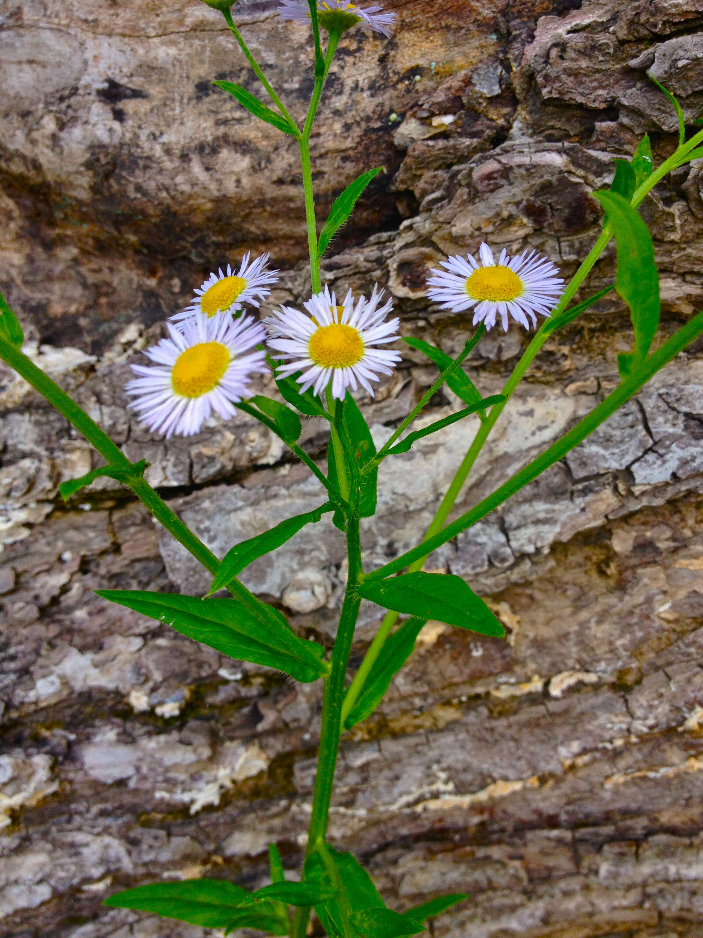 Image of eastern daisy fleabane