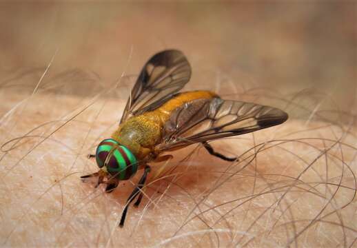 Image of Yellow Fly of the Dismal Swamp