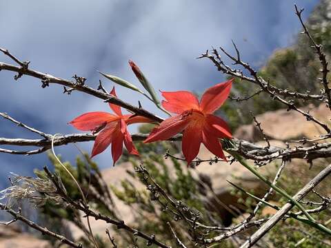 Imagem de Gladiolus priorii (N. E. Br.) Goldblatt & M. P. de Vos