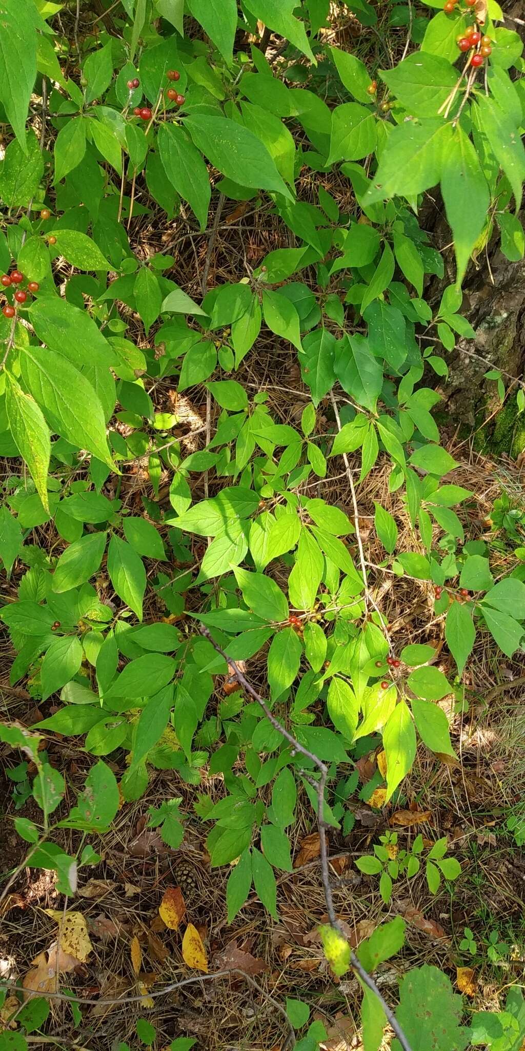 Image of honeysuckle