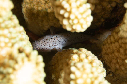 Image of Coral crouchers