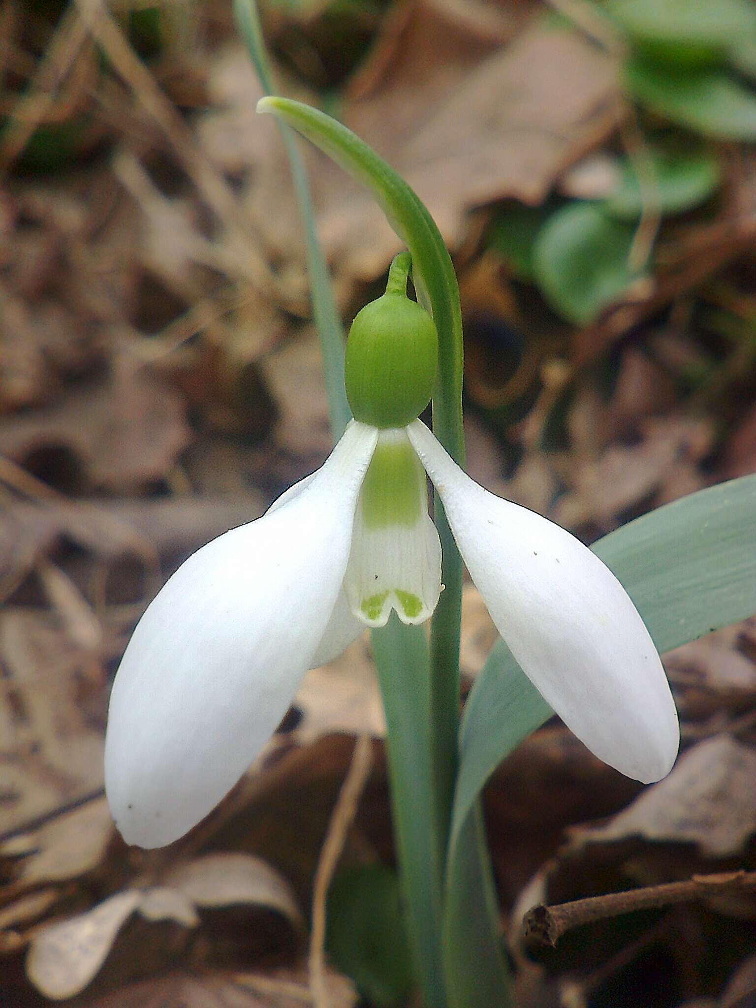 Image of giant snowdrop