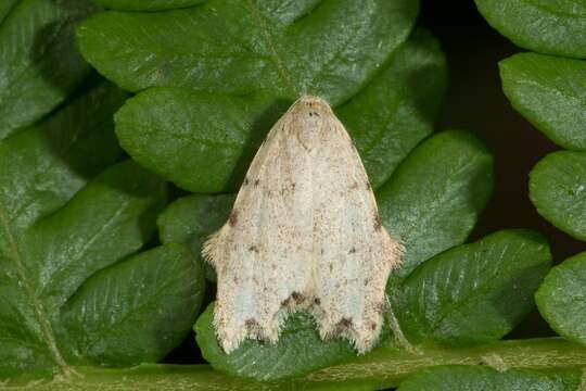 Image of Oxacme marginata Hampson 1896