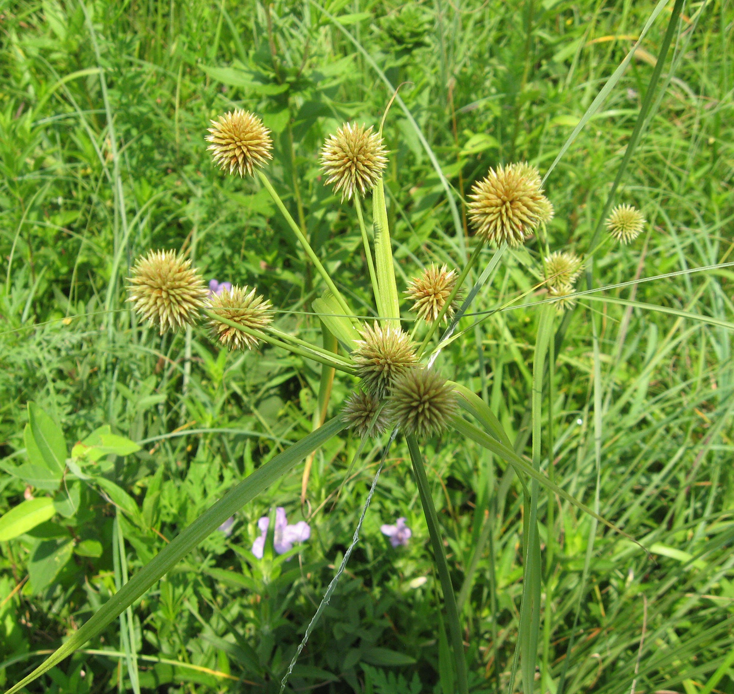 Image of globe flatsedge